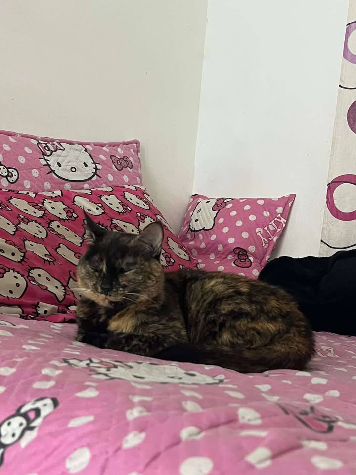 Gatos en Adopción Risaralda 