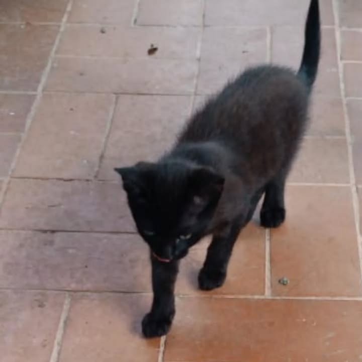 Gatico en adopción Risaralda 