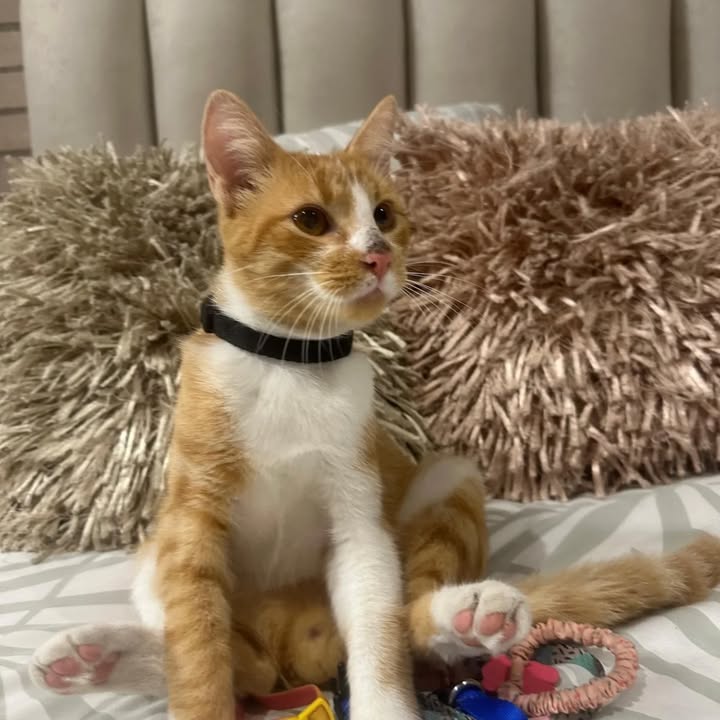 Gatos en adopción Risaralda 