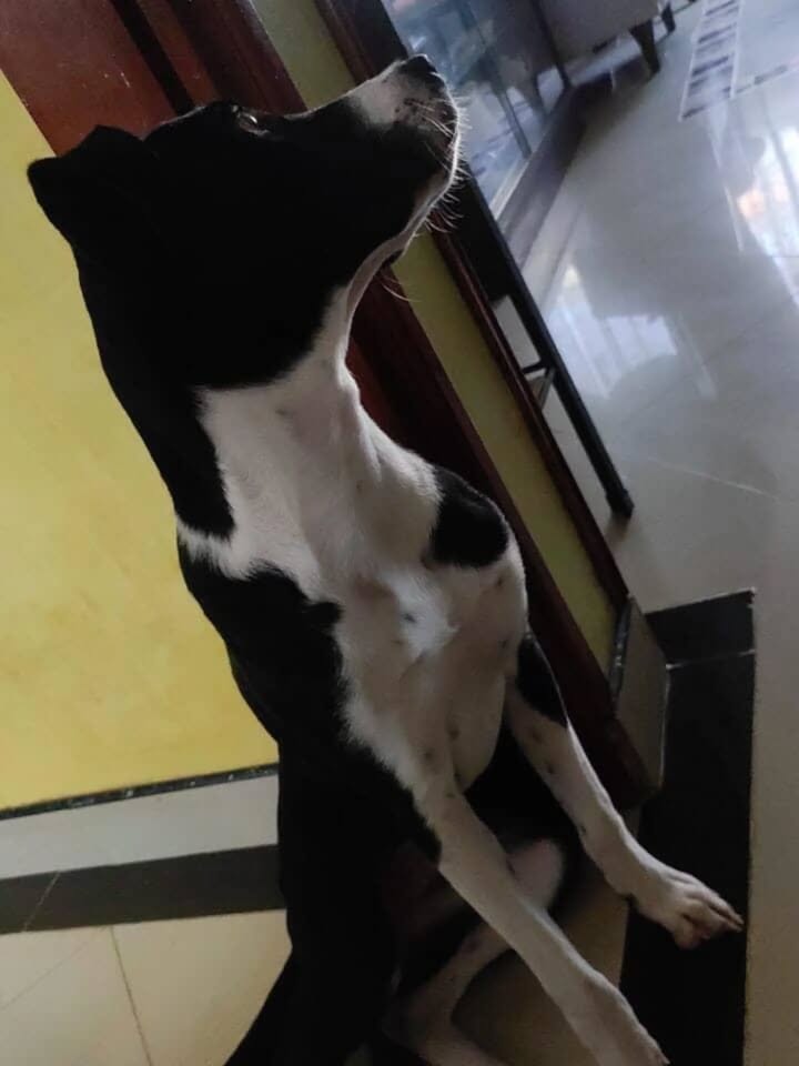 Adopción de Perro en Risaralda 