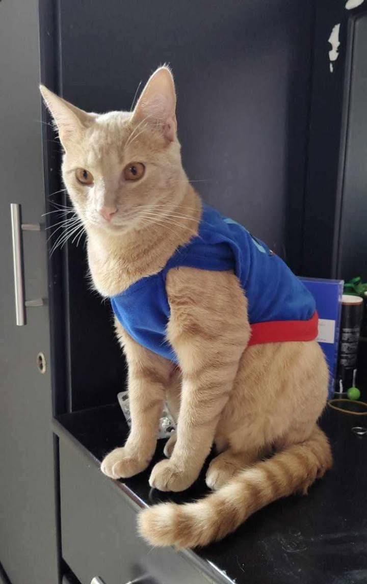 Gato en adopción Risaralda 