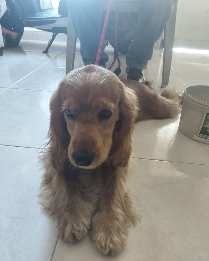 Perro encontrado en Balboa, Risaralda 