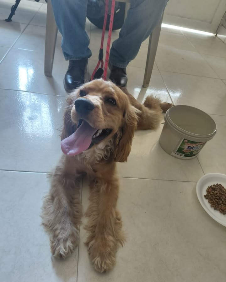 Perro encontrado en Balboa, Risaralda 