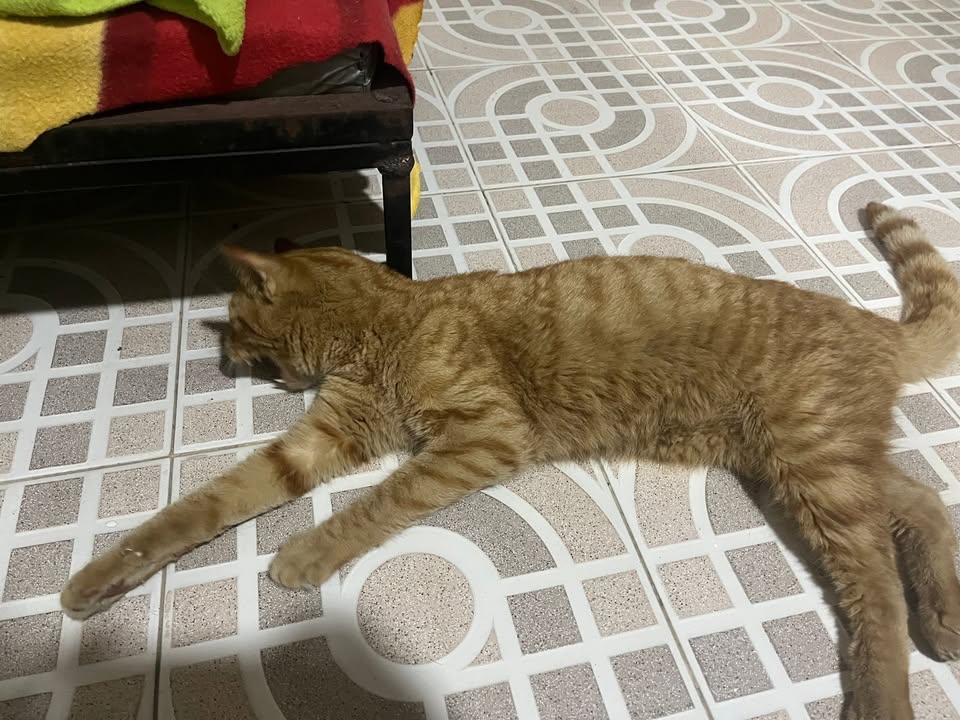 Gato adulto encontrado en barrio Restrepo, Risaralda. Necesita ayuda veterinaria 