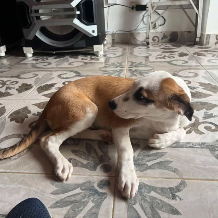 Cachorro en adopción en Risaralda 