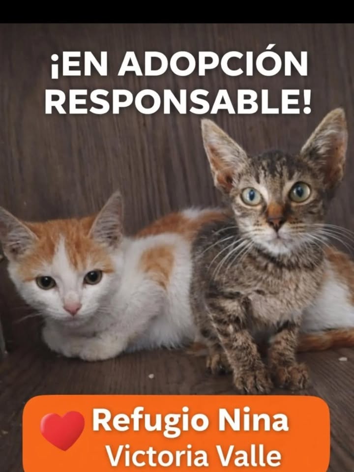 Adopción de gatos bebés en La Victoria, Valle 
