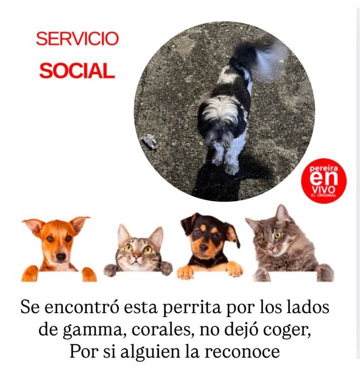 Mascota Encontrada en Risaralda 