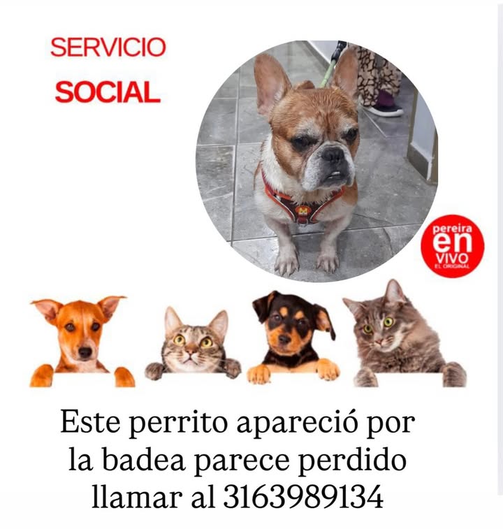 Perro perdido en Risaralda 