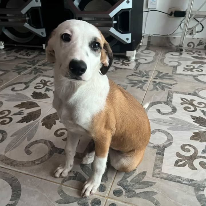 Cachorro en adopción en Risaralda 