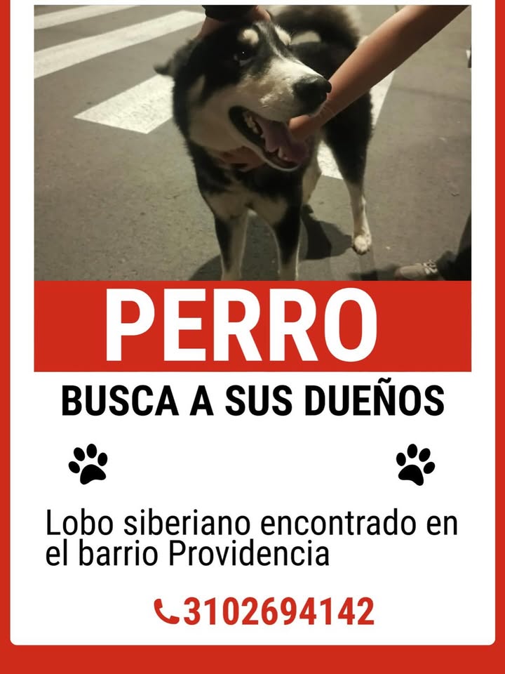 Perro perdido en el barrio Providencia, Risaralda 