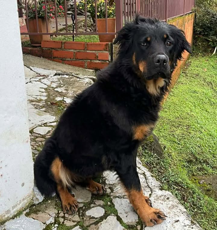 Perro Encontrado en Risaralda, Colombia 