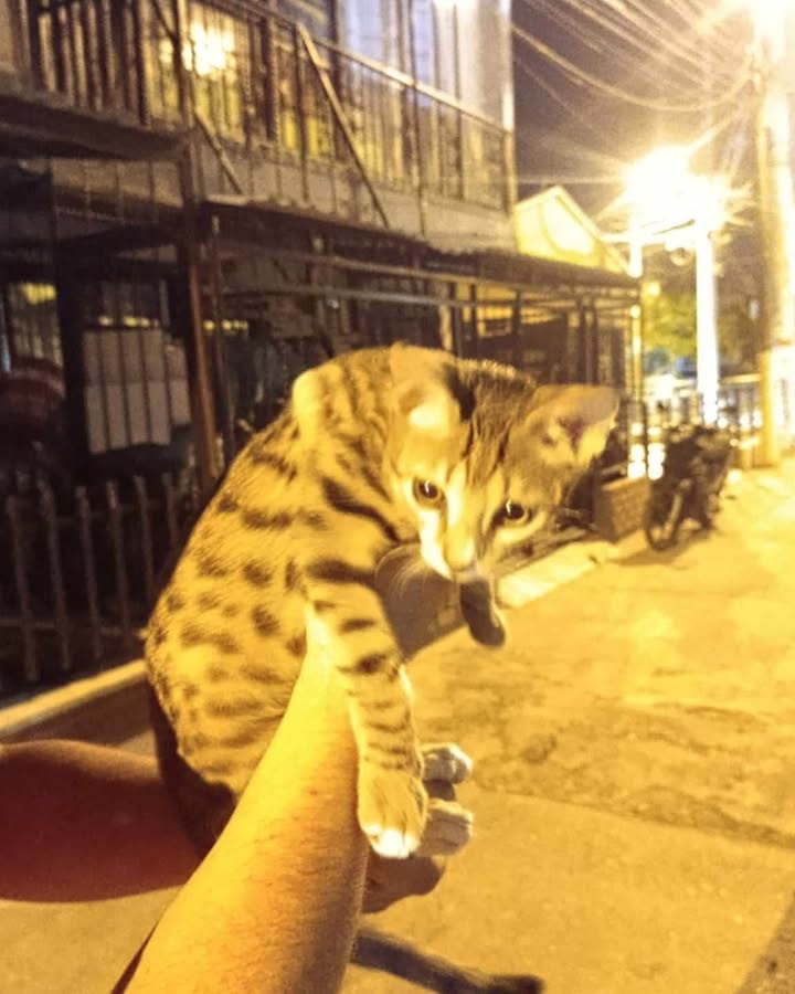 Gato perdido en El Ciprés 