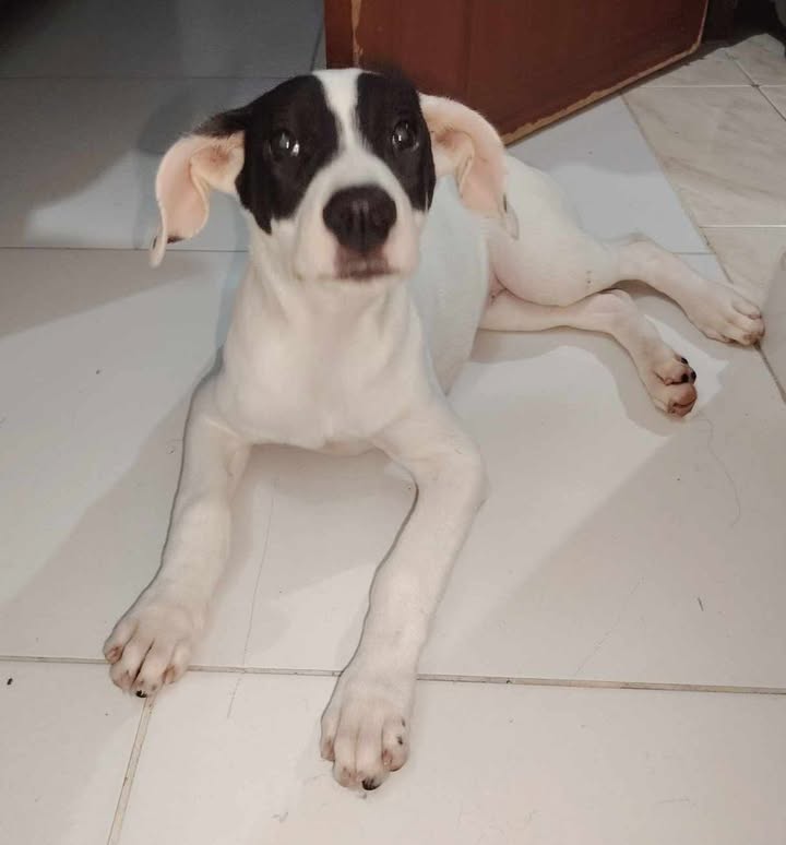 Adopción de Perro en Risaralda 