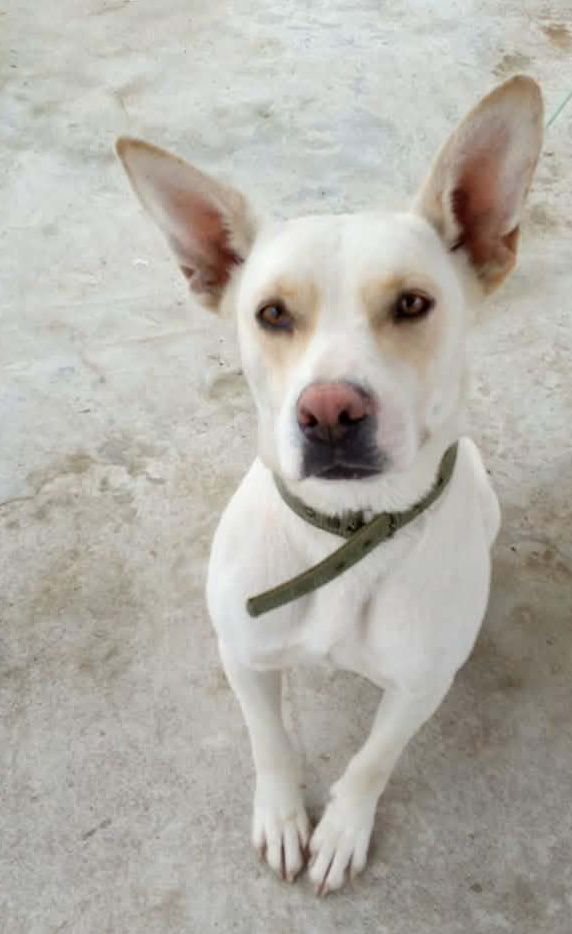 Adopción de Perra en Risaralda 