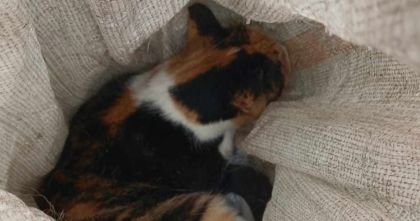 Gata abandonada en Risaralda: Un llamado a la adopción responsable 