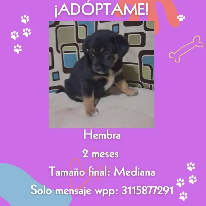 Adopción de Cachorro en Risaralda 