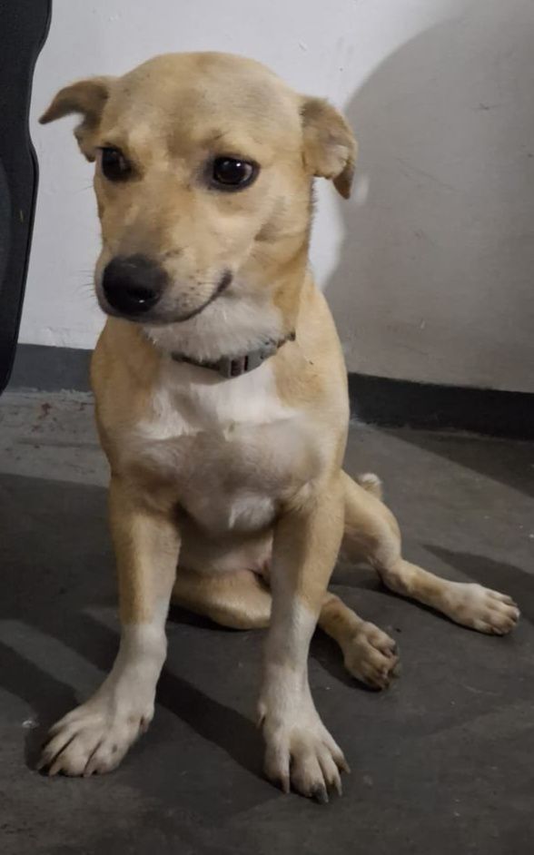 Adopción de Perro en Risaralda 
