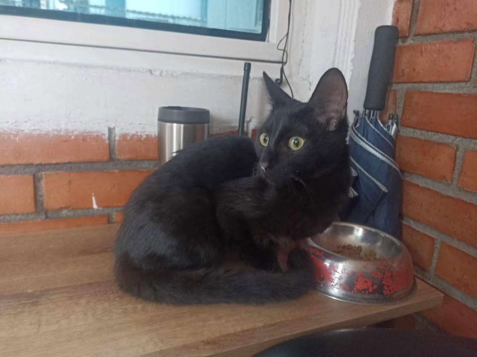 Gato negro encontrado en Monserrate Bloques / Pindaná 