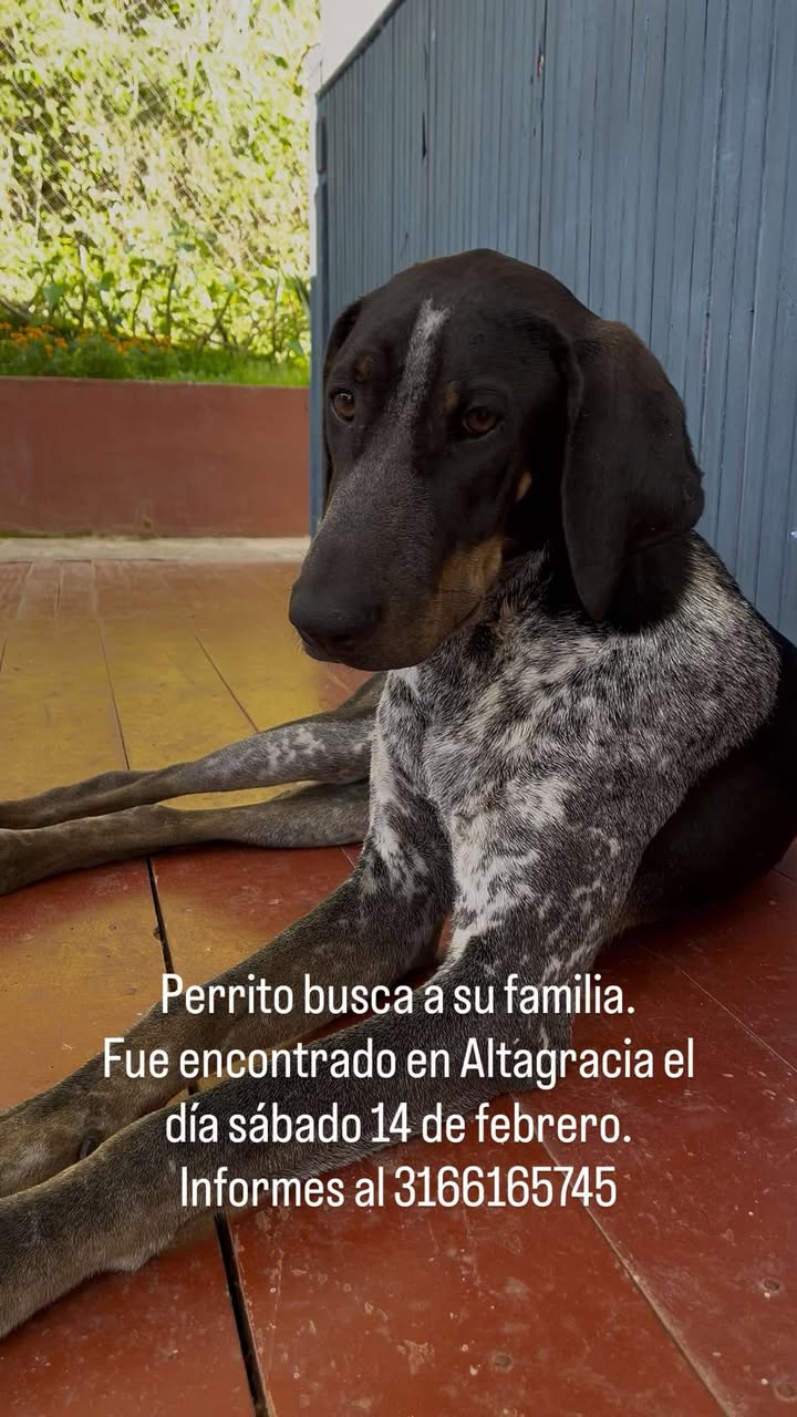 Mascota encontrada en Altagracia 