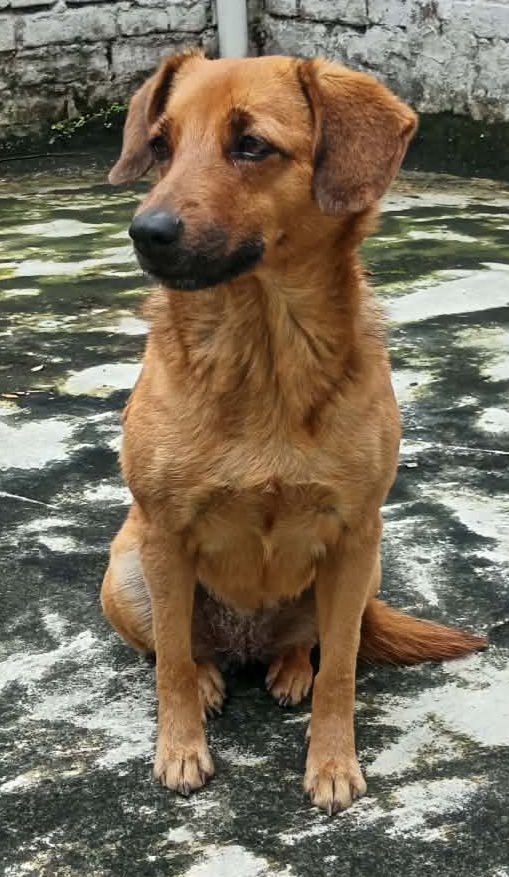 Perro encontrado en Dosquebradas, Risaralda 