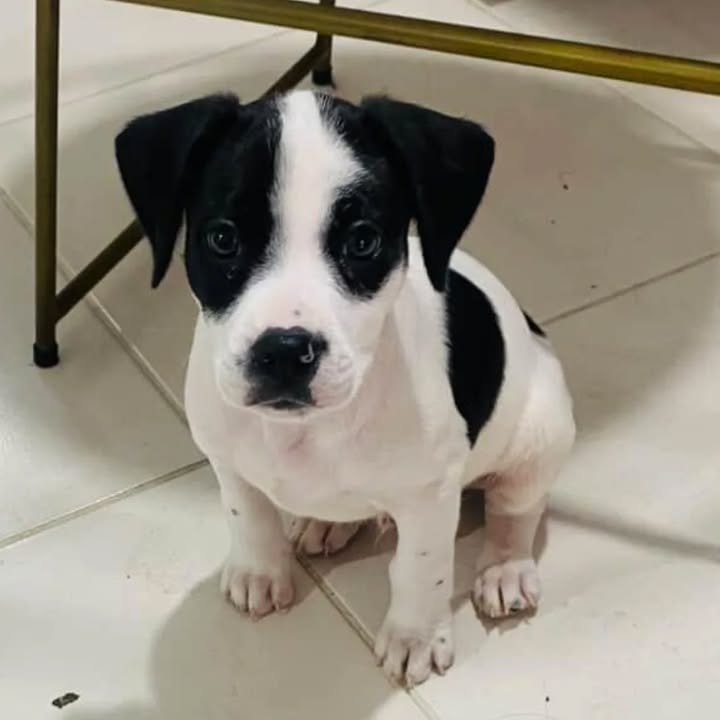 Adopción de Cachorro en Risaralda 