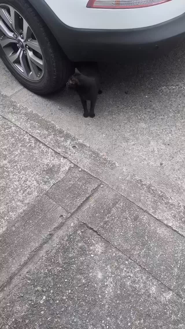 Gato negro encontrado en Villa del Sur, Cuba, Risaralda 