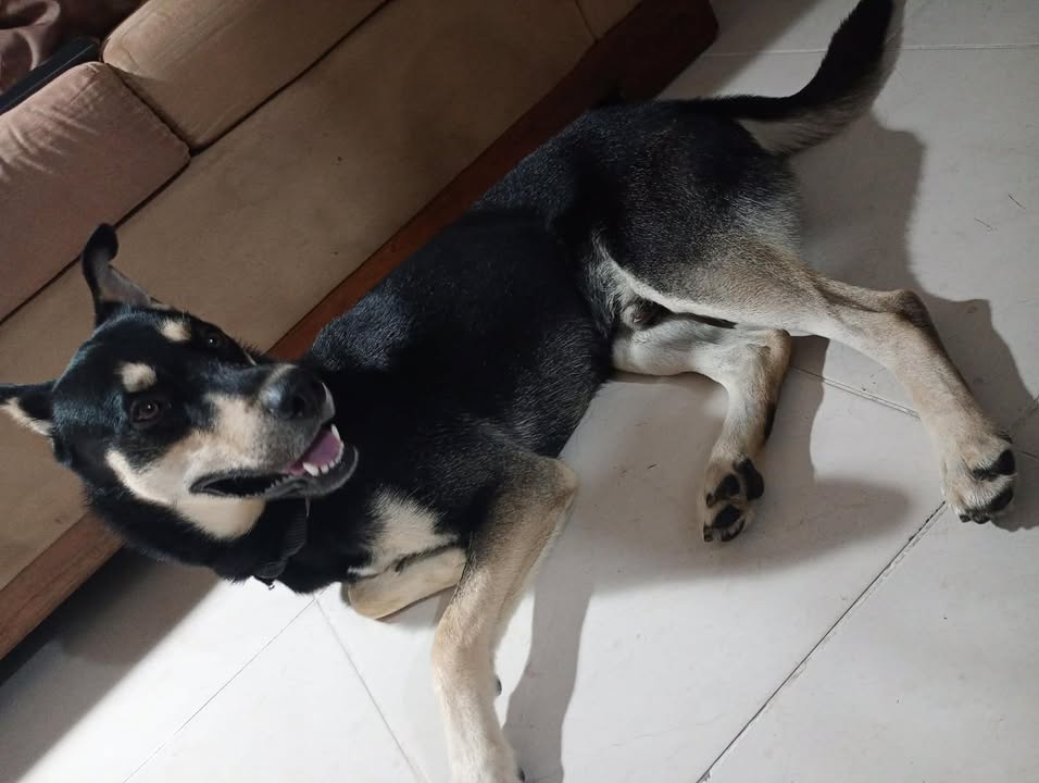 Adopción de Perro en Risaralda 
