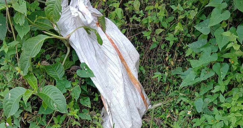 Gata abandonada en Risaralda: Un llamado a la adopción responsable 