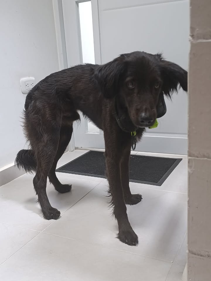 Perro encontrado en Cuba, Risaralda 