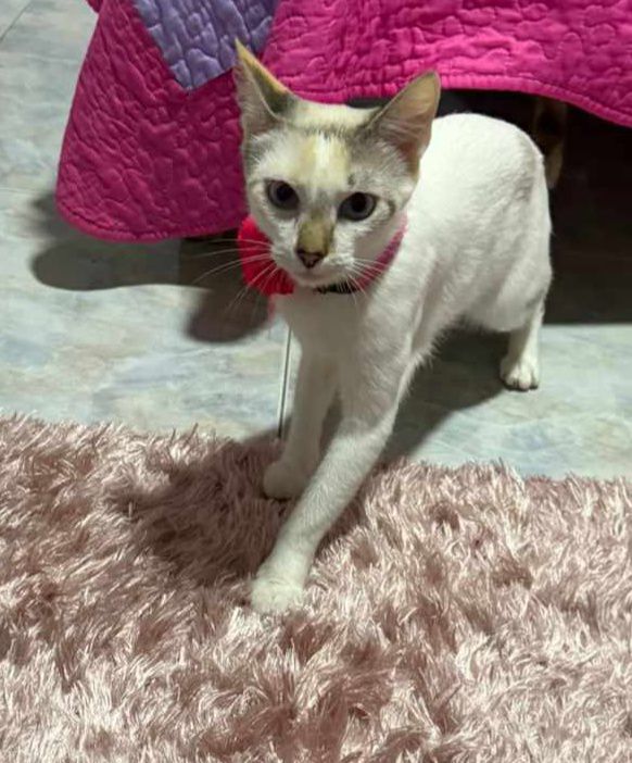 Gato en adopción en Risaralda 