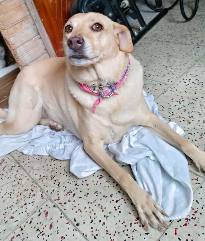 Adopción de Perro en Risaralda 