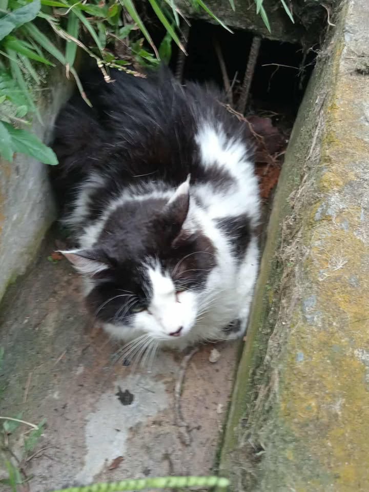 Gato encontrado en Hacienda Cuba 