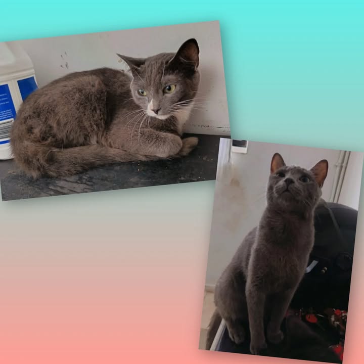 Gatos en adopción en Risaralda 