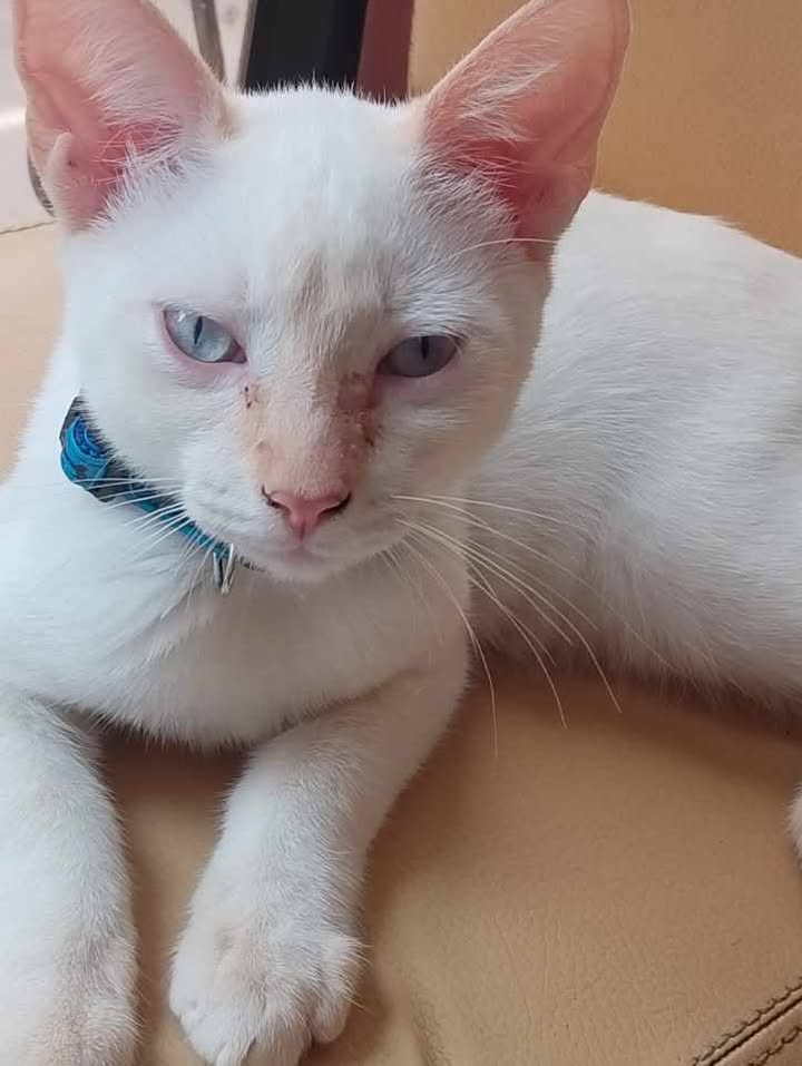 Adopción de Gatos en Risaralda 