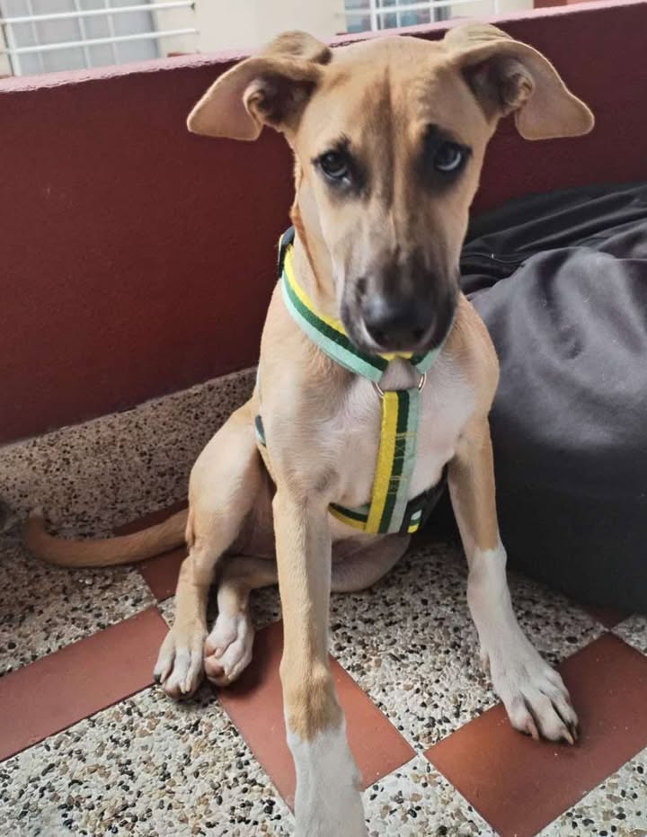 Adopción Perrita Risaralda 