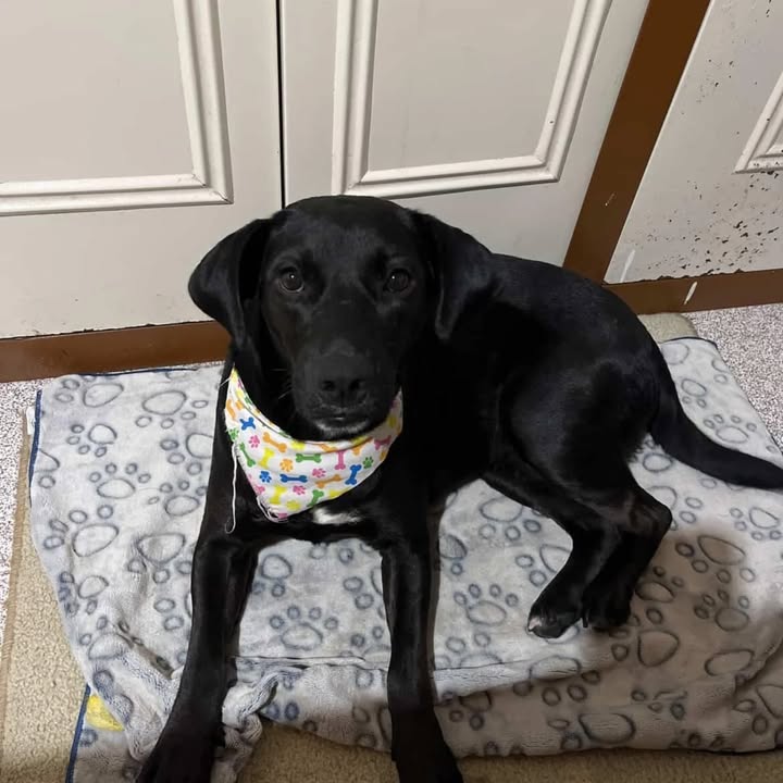 Adopción de perro hembra en Risaralda 