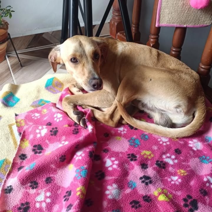 Adopción de Cachorro en Risaralda, Colombia 