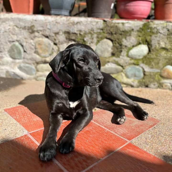 Adopción de perro hembra en Risaralda 