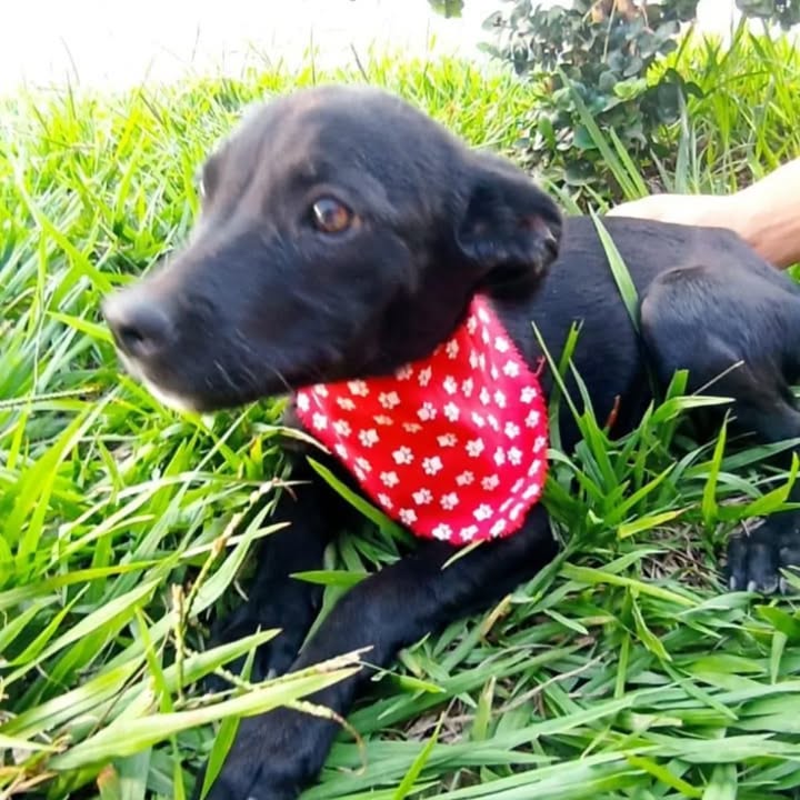 Cachorros en adopción responsable 