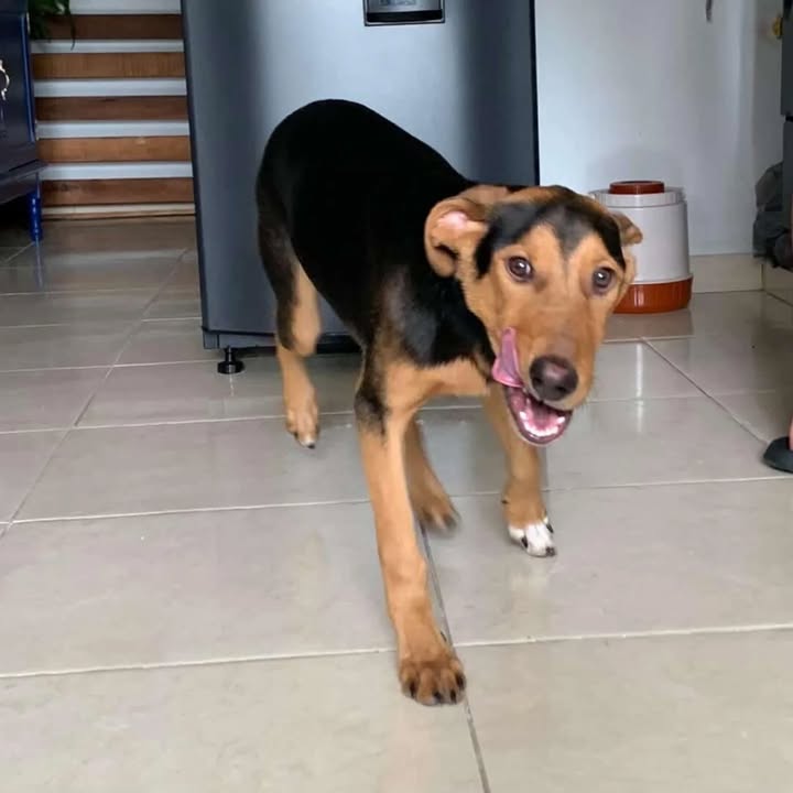 Adopción de Cachorro en Risaralda, Colombia 