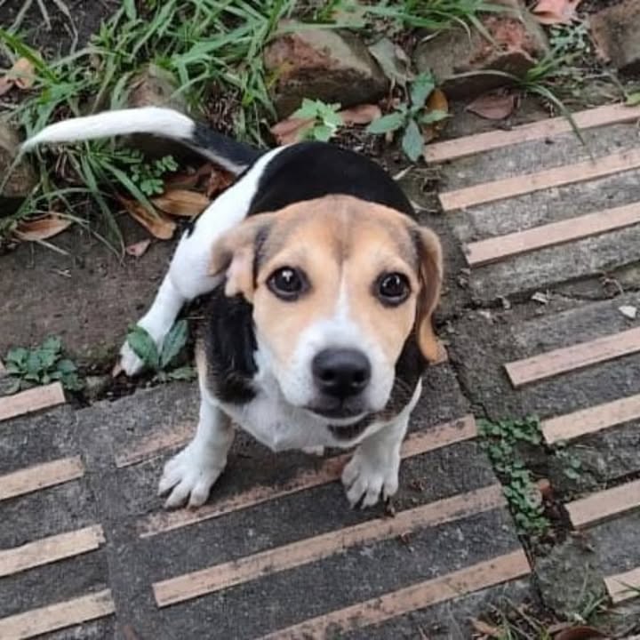 Cachorros en adopción responsable 