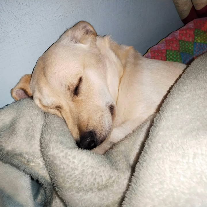 Adopción Canina: Maximiliano busca un hogar 