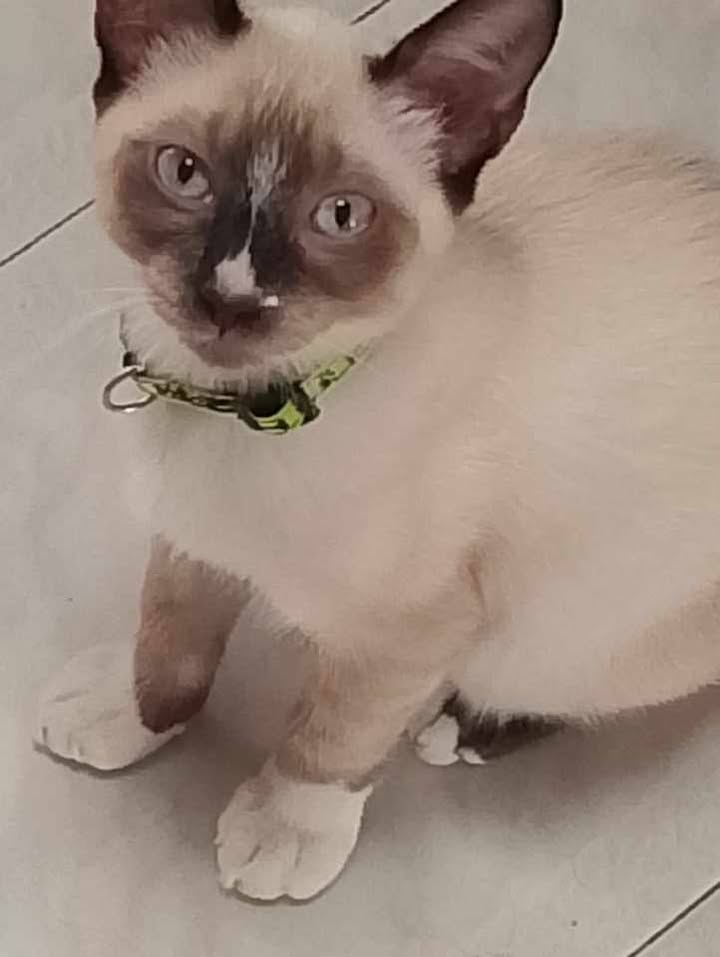 Adopción de Gatos en Risaralda 