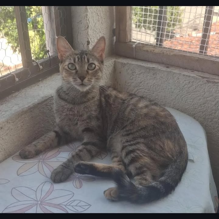 Adopción de gatos en Risaralda 