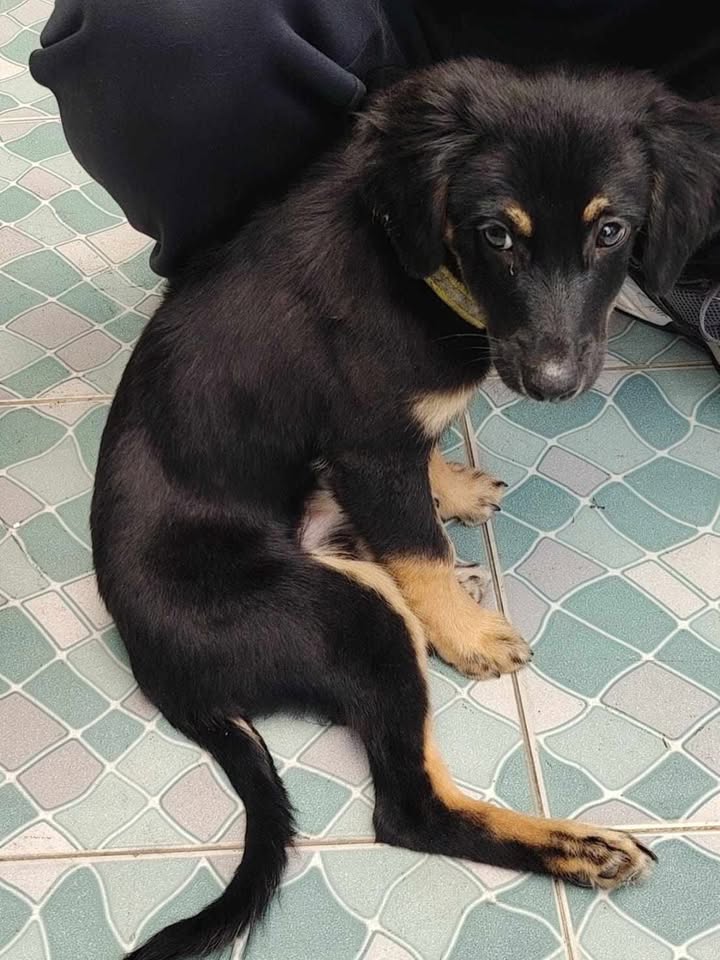 Perro perdido en Cuba, Risaralda 