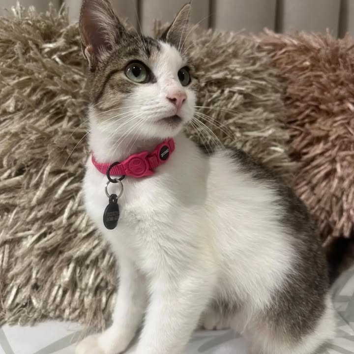 Gatos en adopción Risaralda 