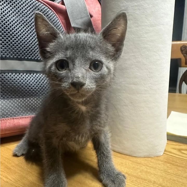 Adopción de gatos en Risaralda 