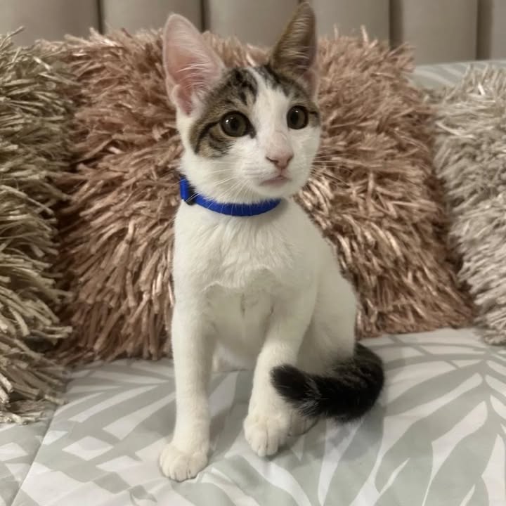 Gatos en adopción Risaralda 