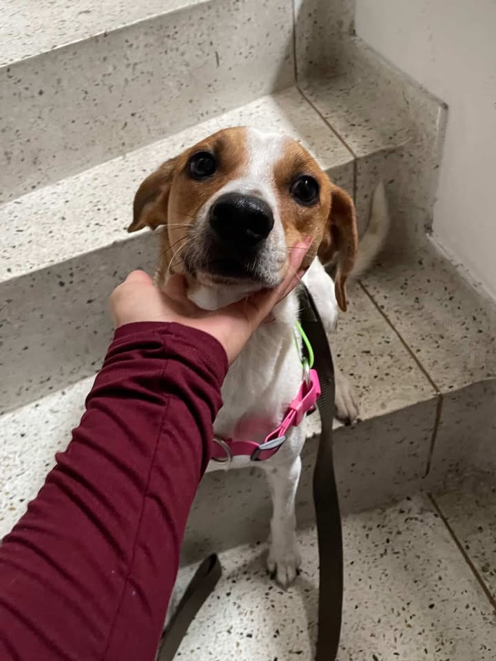 Perro perdido en Cuba, Risaralda 