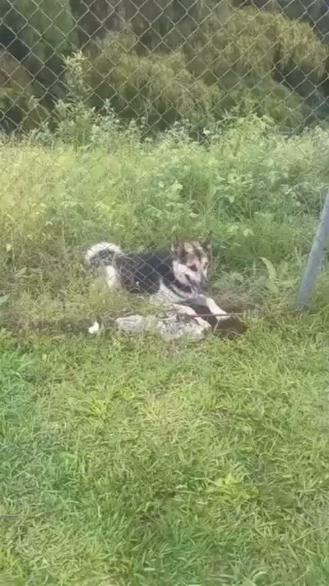 Perro necesita ayuda en Acqua Hills Dosquebradas 